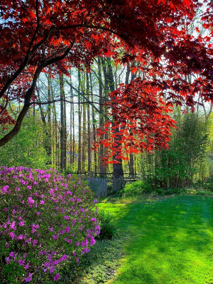 a path with trees and grass on either side of it